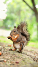 A squirrels brain comes with a builtin navigation map