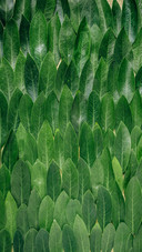 Leaf world