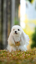 Is a dog language translator reliable