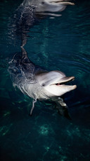Dolphins are actually marine beasts