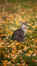 Cat Sitting on The Grass Covered With Leaves