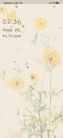 Daisy
