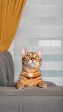 Domestic Cat Sitting on the Sofa in the Living Room