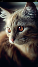 可爱猫咪