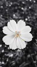 The White Cosmos