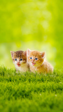 5 behaviors of cats protecting you