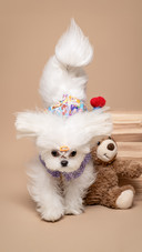 The leaping maltese