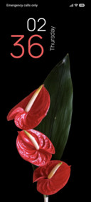 Scarlet Bloom