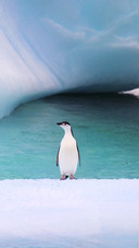 Chinstrap penguin on iceberg