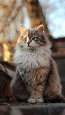 A Majestic Cat Sitting on The Ground