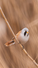 Male - Reedling Panurus Biarmicus
