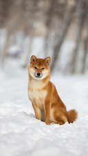 A Cute Shiba Inu Dog Sitting on The Snow