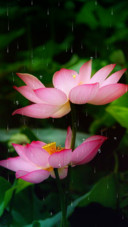 夏荷