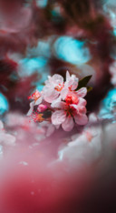 Macro Photography (27)