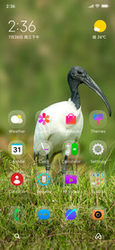 AJ Birds