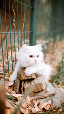 Cat3