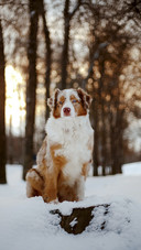 Dog in Snow