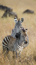 Zebras in Africa