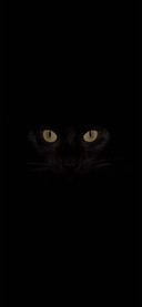 黑猫