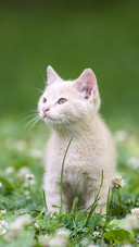 猫的喜怒哀乐