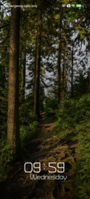Forest Trail