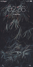 Bamboo forest