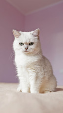 猫片拍摄技巧