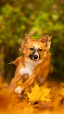 A guide for beginners to avoid pitfalls when raising dogs