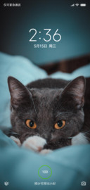 一只猫