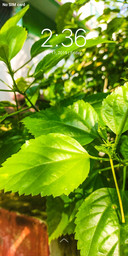 Plant_DWM2