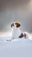 Breton dog in snowy landscape