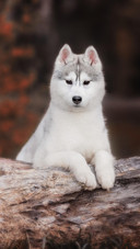 Dog137