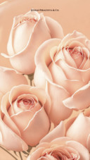 Peach fuzz rose