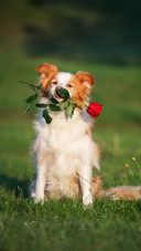 Dog (11)