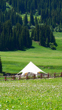 Grassland pine forest