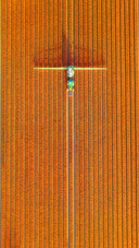 Aerial view of tulip fields in Denmark