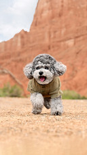 How is a dogs age calculated