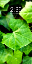 Leaves_DWM2