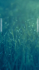 绿草