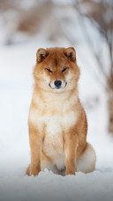 A Cute Shiba Inu Dog Sitting on The Snow