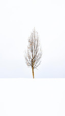 The lonely persimmon tree