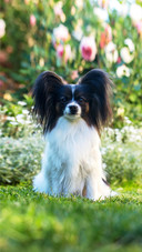 Dog191