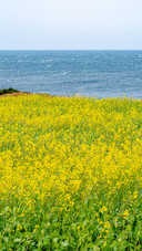 Rape flowers bloom on the blue coast
