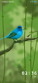 Bird's Nest