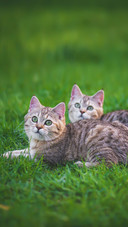 Two Cute Kittens Playing in The Garden Together