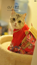 萌得嘶猫