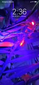 Purple Bulb_DWM3