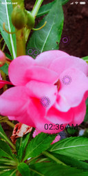 c flower_DWM2