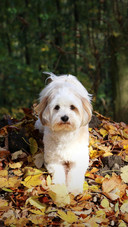 Dog522