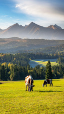 Cattle grazing in the mountains